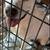 Pit bull/hound mix male needs a home without male dogs 1 thumbnail