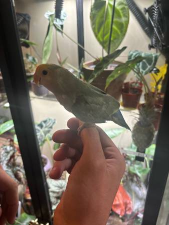 Lovebirds (birds) (Carbondale)63688376234755123