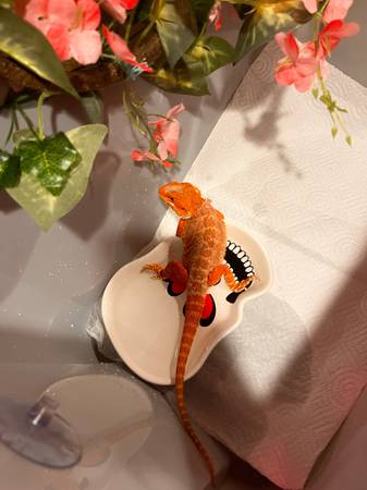 Bearded dragon for sale 1