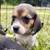 Beagle Puppy / Puppies 3 thumbnail