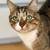 WHITE & BROWN TABBY CAT WITH GREEN EYES 3 thumbnail