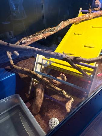Boa constrictor con terrario (Brockton)