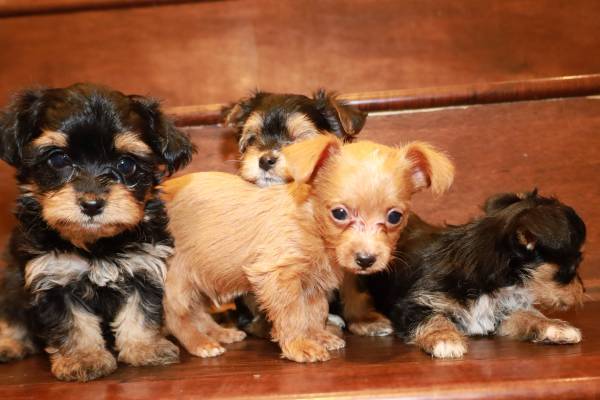 Chorkies Available for Rehoming (San Fernando)63953953470083122