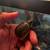 Reptiles for sale 6 thumbnail