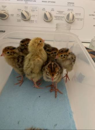 Coturnix Quail Chicks 1