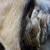 Dairy herd, registered adga 2 thumbnail