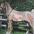 Horse Oil Painting by Thomas 2 thumbnail