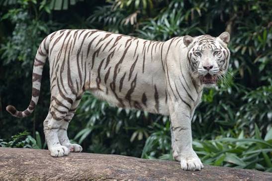 USDA licensed Exotic Animal Adoption & Sanctuary 1