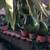 Back Yard Fruit Orchard For Lease -  Ideal for Farmers' Market Sellers 8 thumbnail