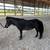 Mini Mare Horses 2 thumbnail