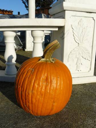 Free Pumpkin! 🎃 1