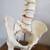 Vertebral Model, Flexible Human Spine, on Stand, 36" 4 thumbnail