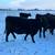 Angus Bred Heifers 4 thumbnail