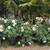 Iceberg Roses 1 thumbnail