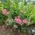 Bright Pink Crape Myrtle Plant - Perennial - 1 Plant 2' + Tall 2 thumbnail