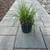 Native Plant: Dense Sedge (Carex densa) 3 thumbnail