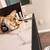 Cat available for free adoption Free to a good home 4 thumbnail