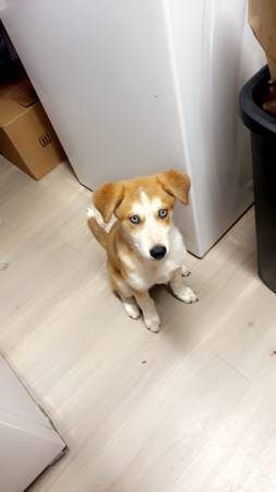 Husky Red Heeler (Roanoke/Salem)64037454017409120