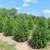 5' Arborvitae 1 thumbnail