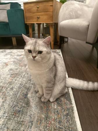 British Cat64024397404162121