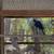 Ringneck Parrot Pairs 3 thumbnail