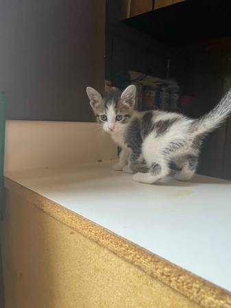 3 kittens (Granite City)63902739583875121