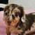 GentleDachshundPup 3 thumbnail