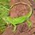 New reptile shipment!!-LOOK!! 10 thumbnail