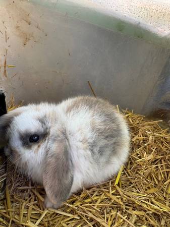 Holland Lops (Florencia)63412077320193128
