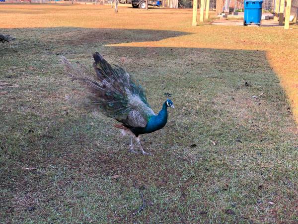 Indian blue peacocks 1