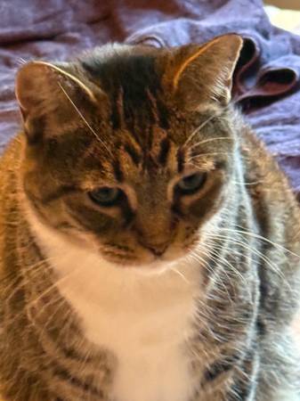 Rehoming Mira the cat (Lincoln)63857444572675123