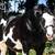 Chasing Daydreams, AQHA/APHA gentle & easy young trail gelding 19 thumbnail