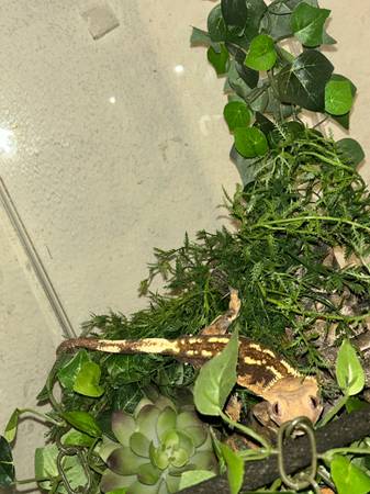 Gecko cresta adulto (Coachella)63439153048065121