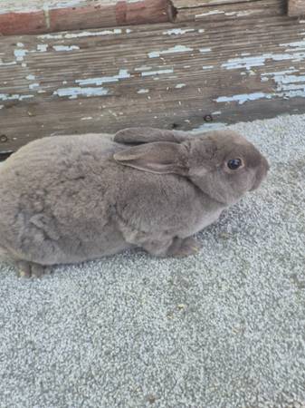 Mini rex rabbit (Muskegon)63910107230338123