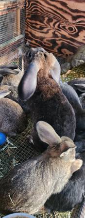 Rex/Velveteen Lops 1