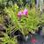 Ground orchids 7 thumbnail