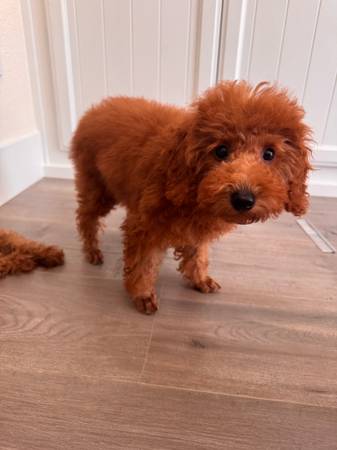 Toy poodle puppie (San Francisco)63477494160771122