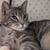 Cat looks for good home 2 thumbnail