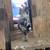 Roosters 1 thumbnail