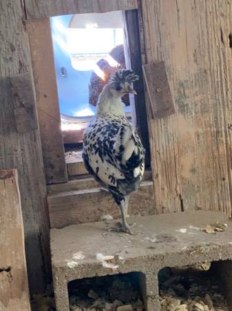 Roosters 1