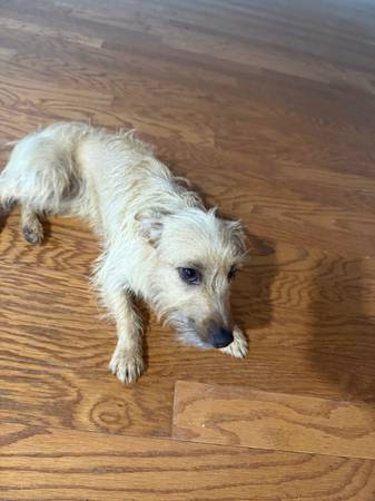 Female Dorkie Puppy just turned 1 year old 1