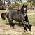 Aqha Stud Colt 4 thumbnail