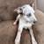 Blue heeler pups 3 thumbnail
