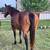 Beading mare 2 thumbnail