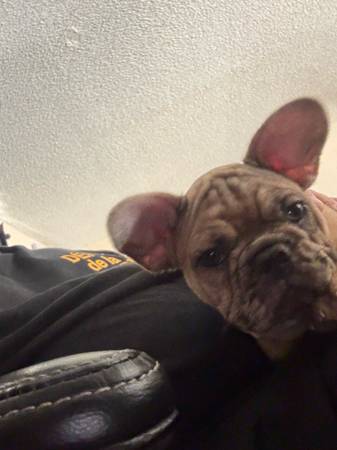 F BULLDOG PPIES ready to be rehomed (Gilbert)63967288625666122