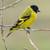 Black hooded siskin / pastel 8 thumbnail