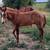 Quarter Horse Weanling Colts 10 thumbnail