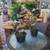 Bonsai Tree, Imported from Canada AWESOME 1 thumbnail