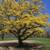 Witch Hazel Trees 1'-2' Tall 1 Gallon Pots 1 thumbnail