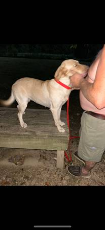 Hembra Labrador Amarillo AKC63661209750529120